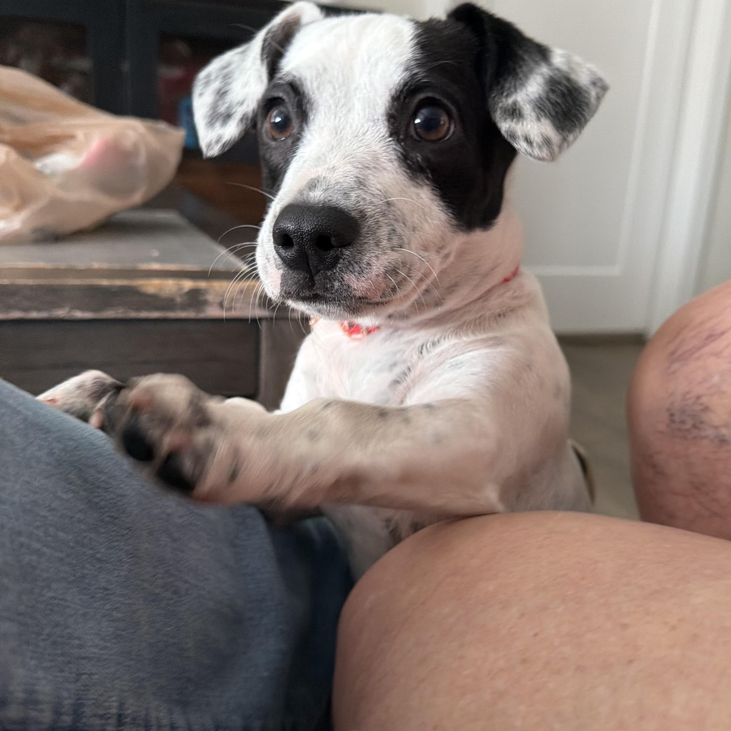 Enlarge Louise, an adopted mixed breed in Houston, TX image 1/5