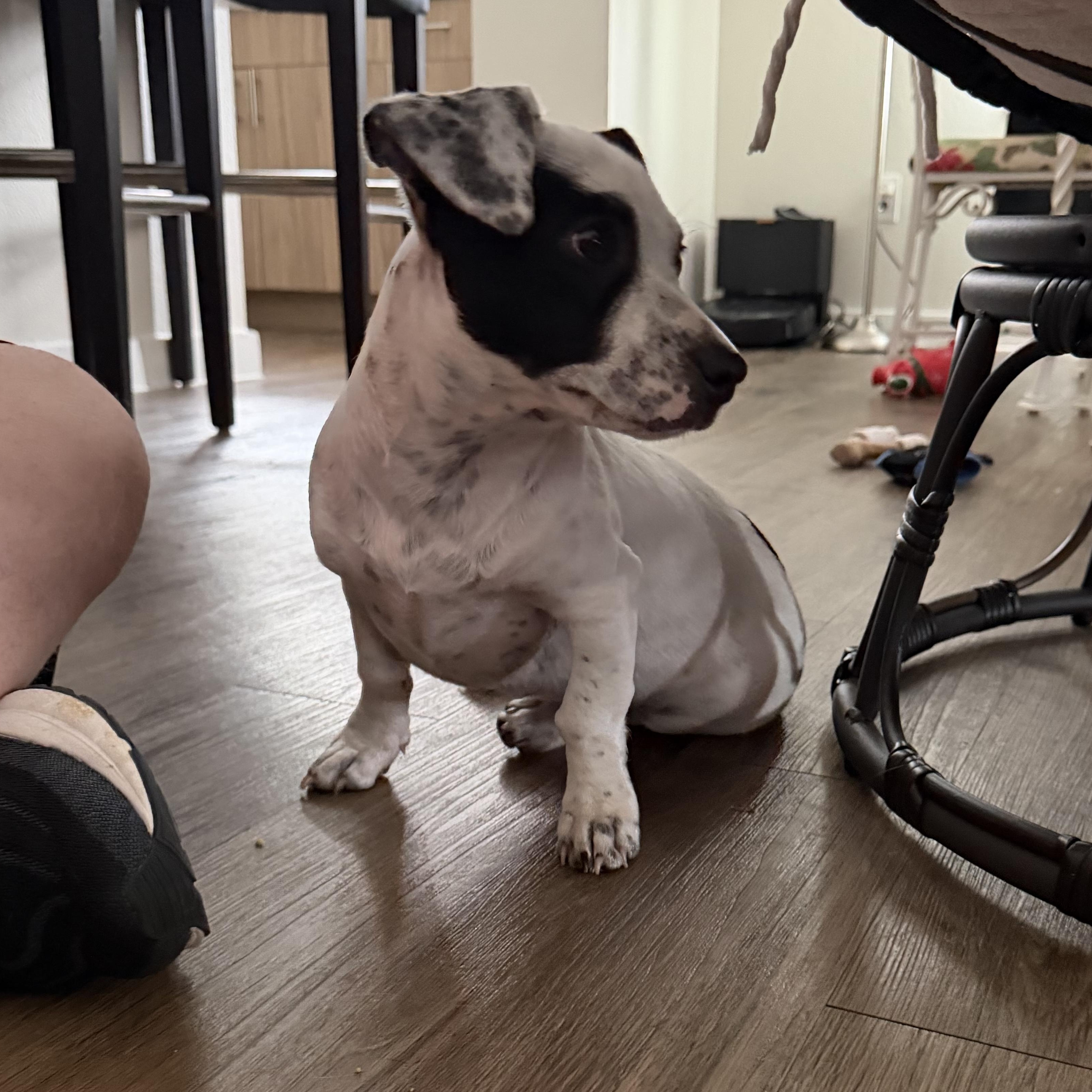 Enlarge Louise, an adopted mixed breed in Houston, TX image 3/5