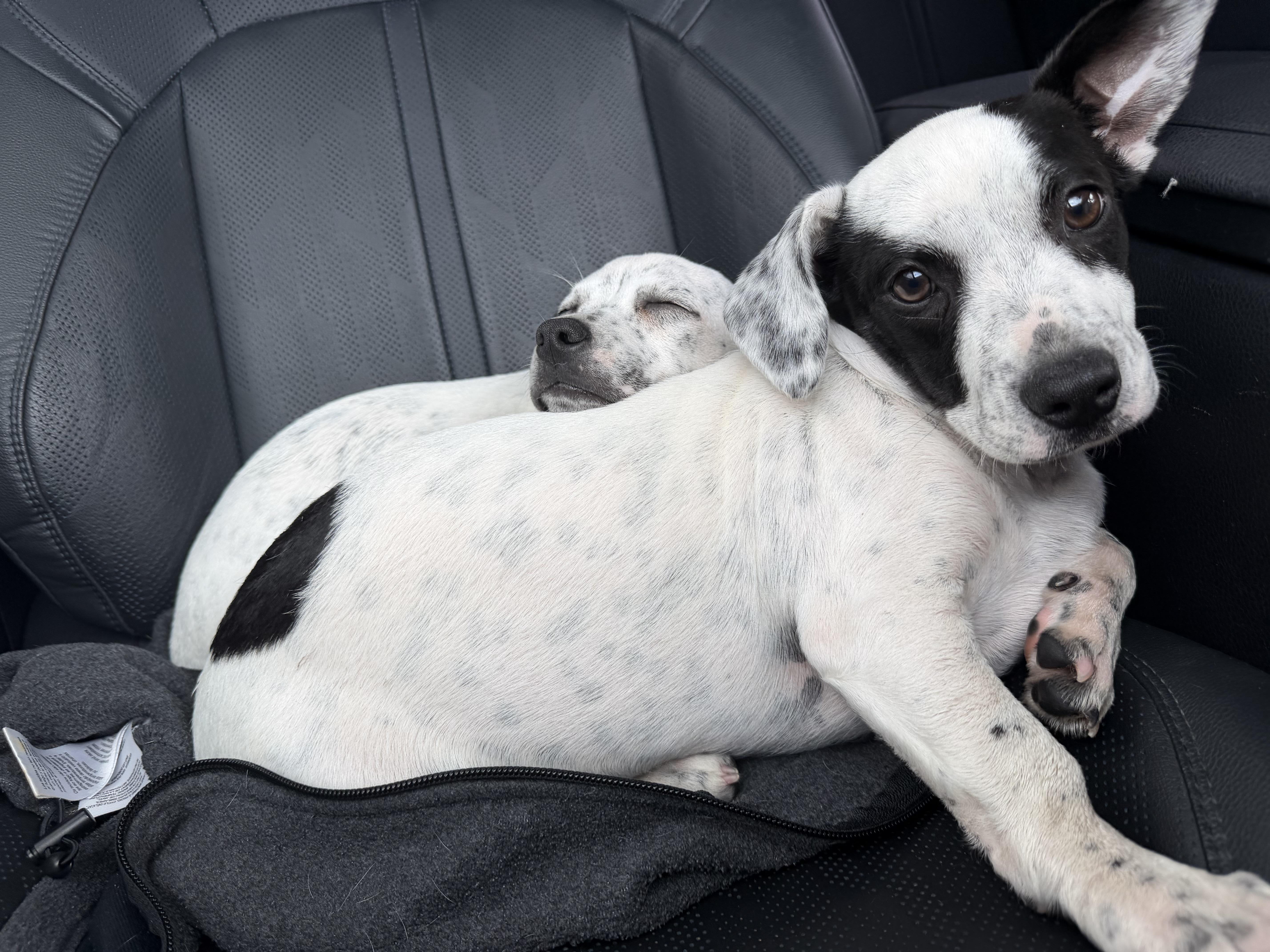 Enlarge Louise, an adopted mixed breed in Houston, TX image 2/5