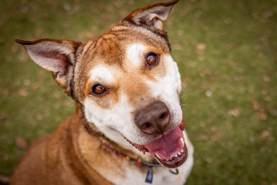 TEDDY BEAR, Adoptable, Adult Male Siberian Husky & Labrador Retriever.