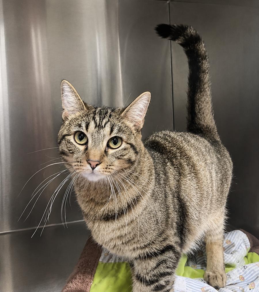 Zava, Adoptable, Adult Female Domestic Short Hair & Tabby.