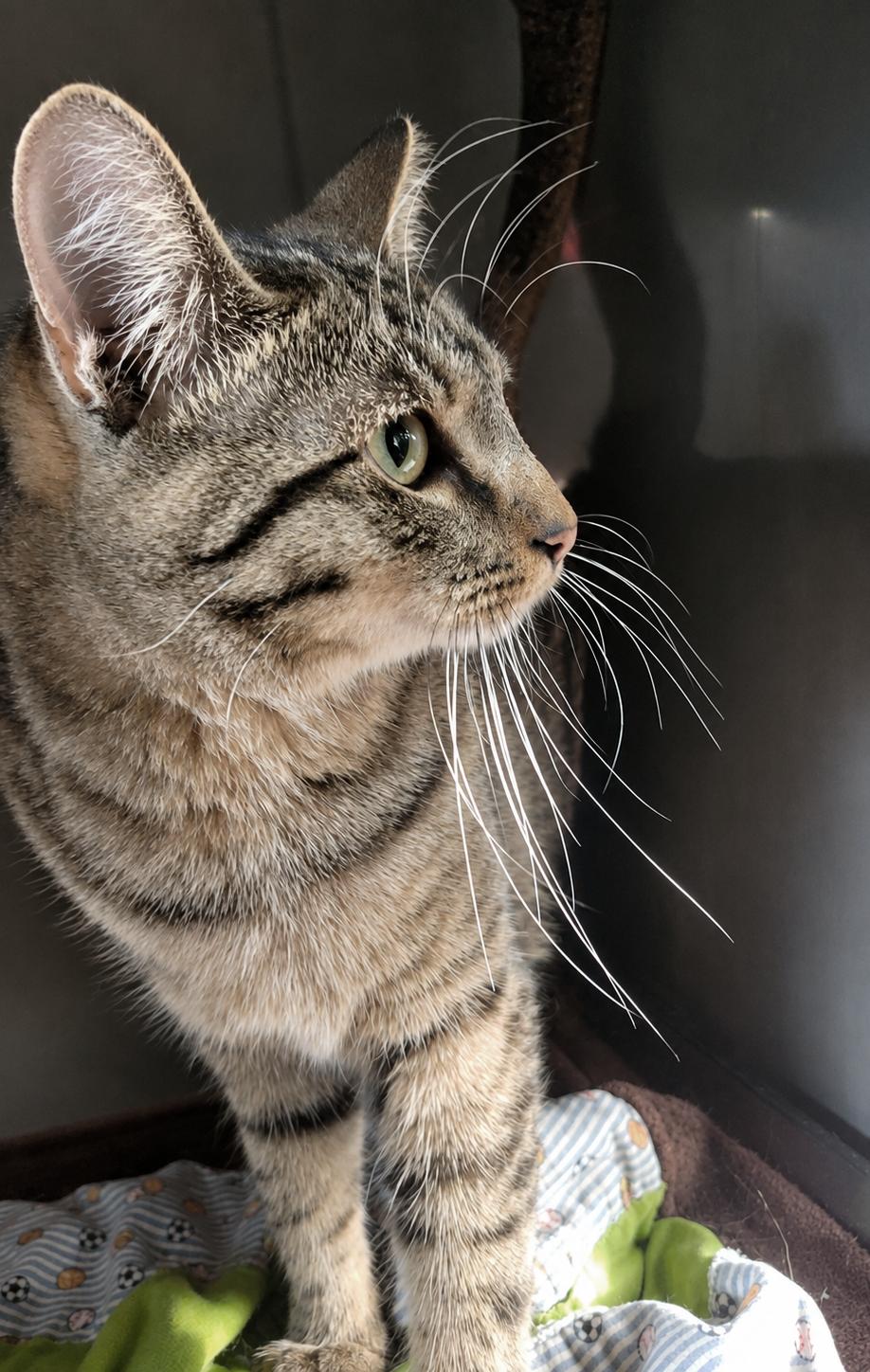 Enlarge Zava, a Adoptable mixed breed in Cuyahoga Falls, OH image 2/3