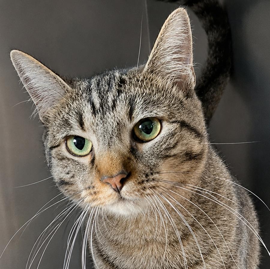 Enlarge Zava, a Adoptable mixed breed in Cuyahoga Falls, OH image 3/3