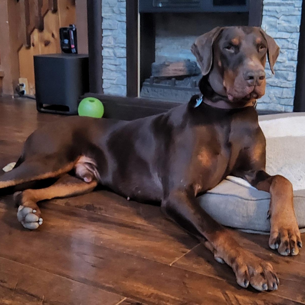 Sam, an adoptable Doberman Pinscher in Cleveland, OH image 3/6