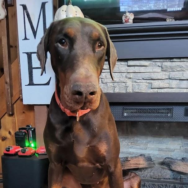 Sam, ADOPTABLE, Young Male Doberman Pinscher.