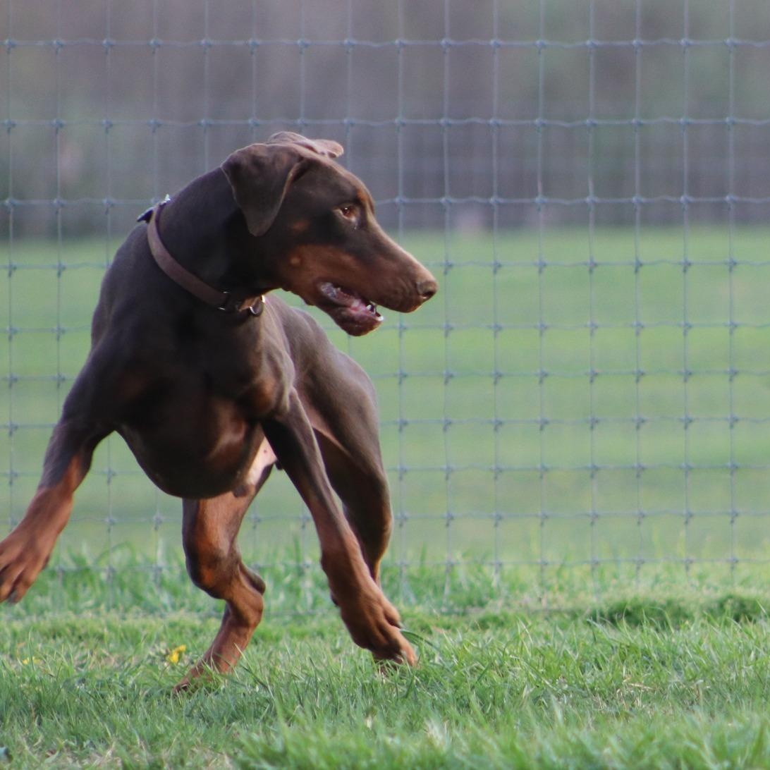 Sam, an adoptable Doberman Pinscher in Cleveland, OH image 2/6