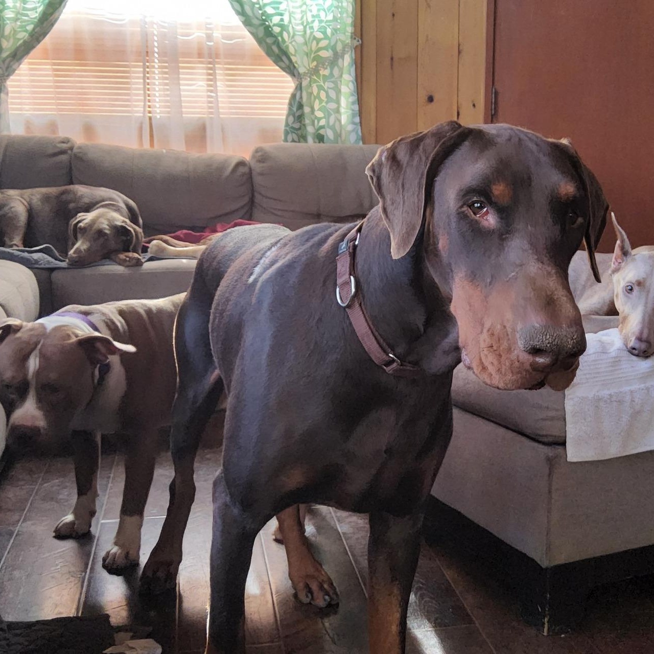 Enlarge Sam, a ADOPTABLE Doberman Pinscher in Cleveland, OH image 4/5