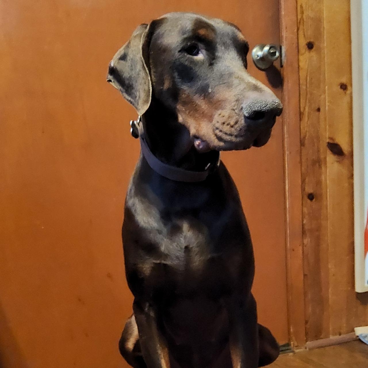 Enlarge Sam, a ADOPTABLE Doberman Pinscher in Cleveland, OH image 5/5