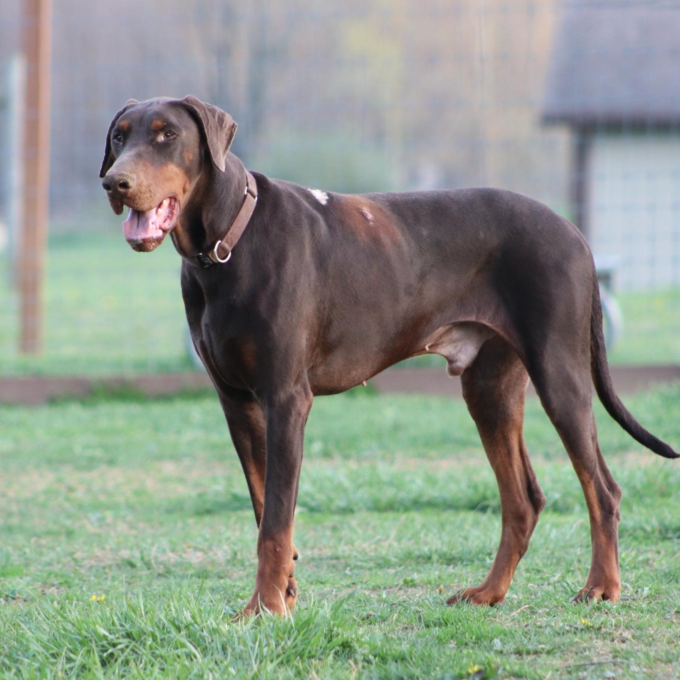 Sam, an adoptable Doberman Pinscher in Cleveland, OH image 4/6