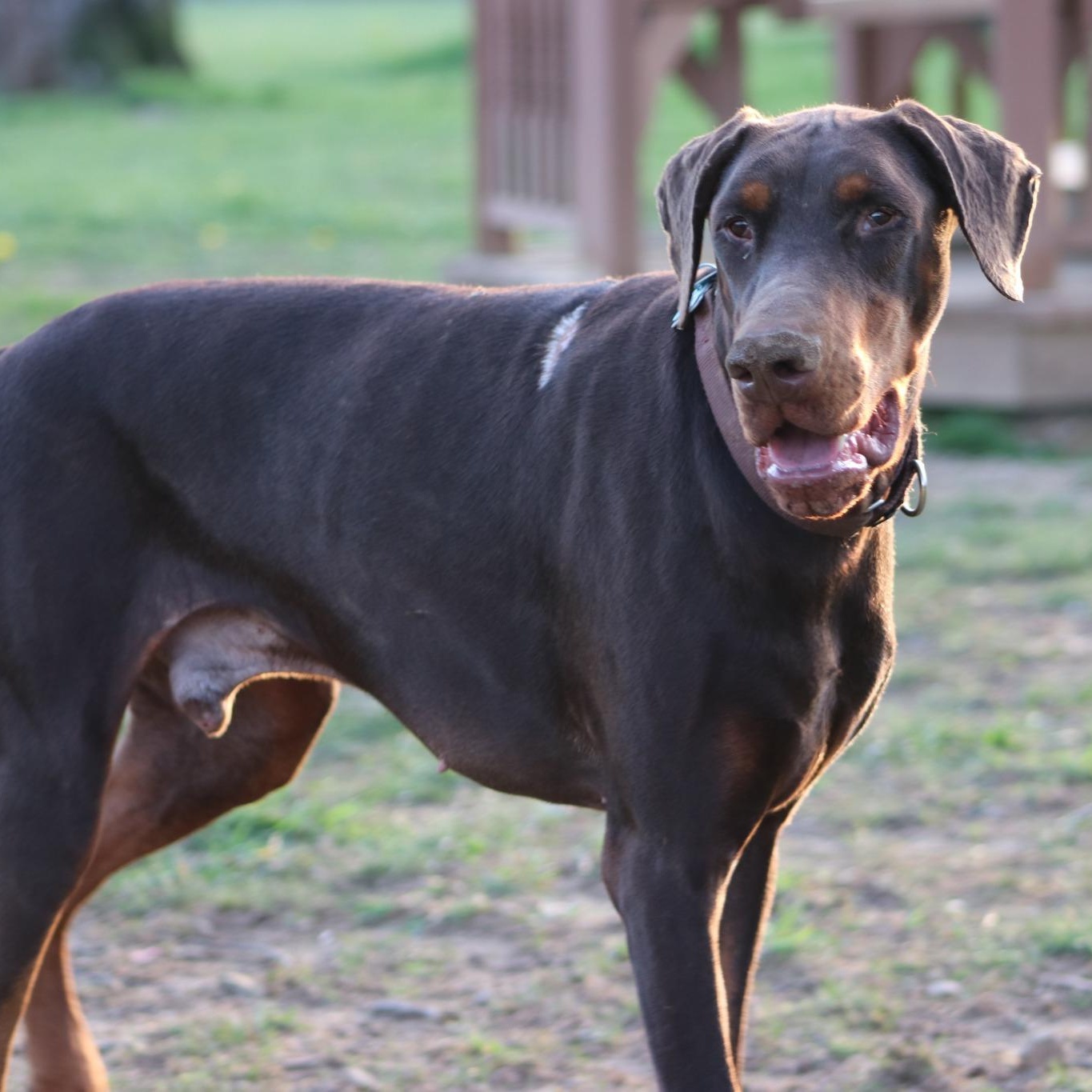 Sam, an adoptable Doberman Pinscher in Cleveland, OH image 5/6