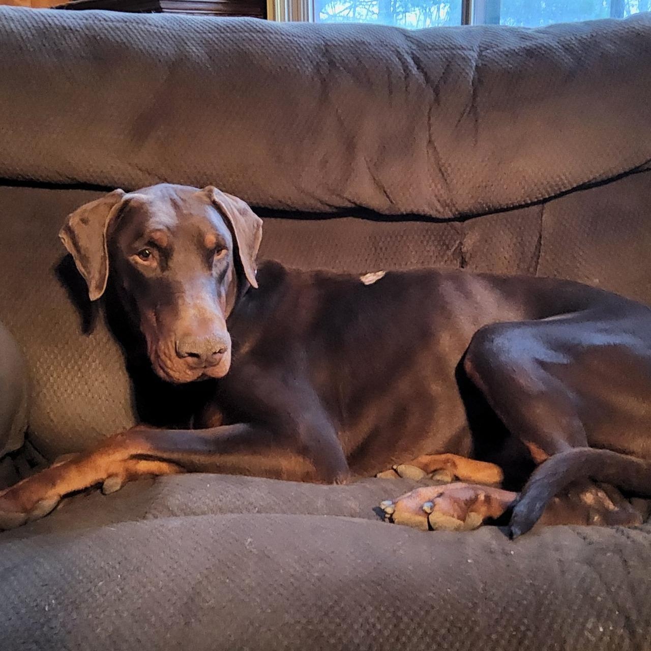 Enlarge Sam, a ADOPTABLE Doberman Pinscher in Cleveland, OH image 3/5