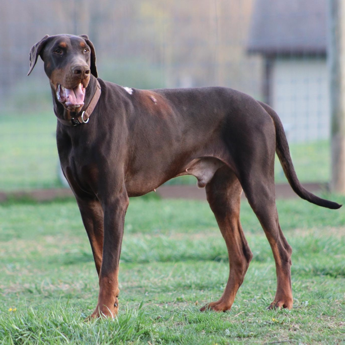 Sam, adoptable, Young Male Doberman Pinscher.