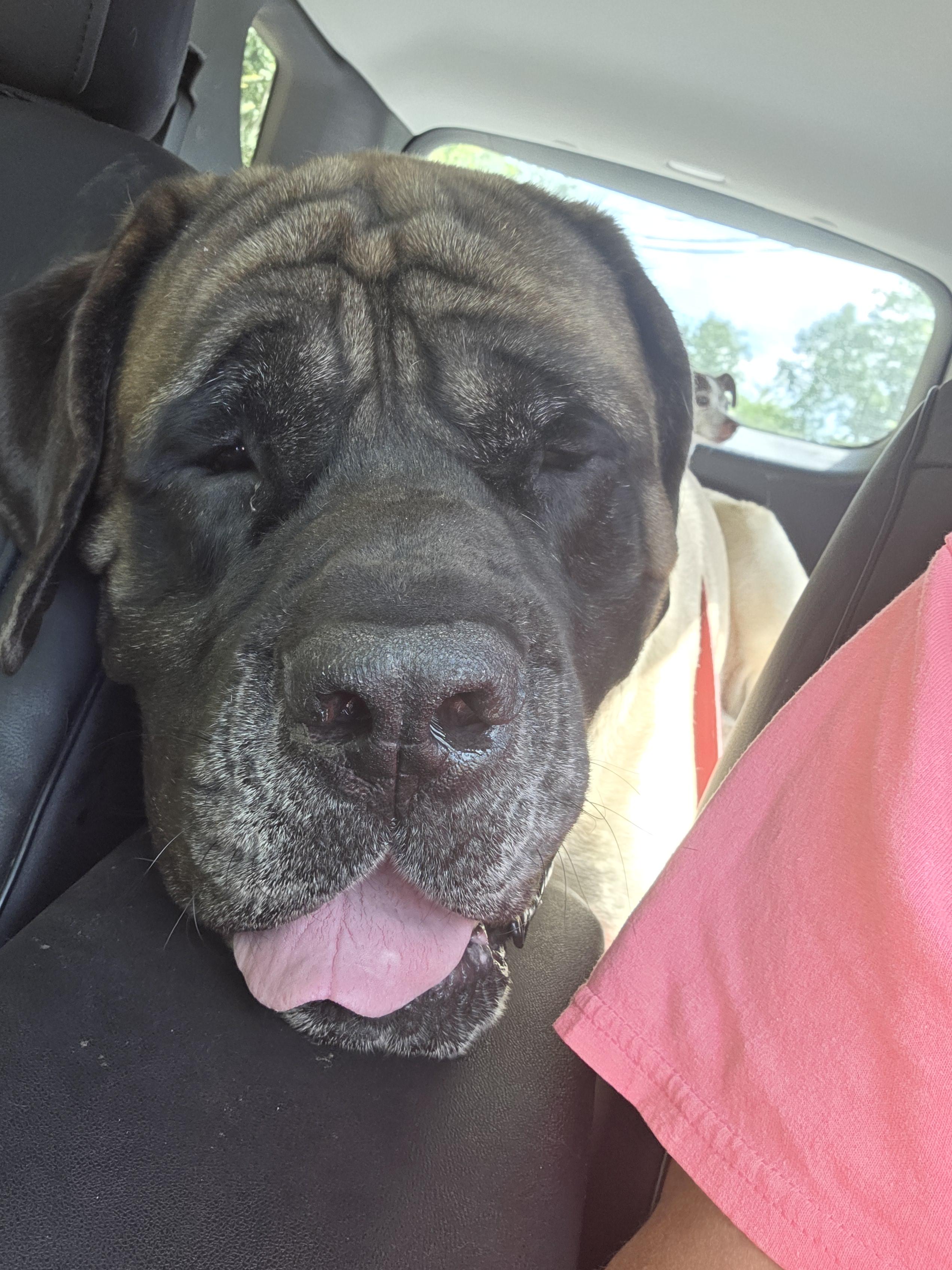Enlarge Mack (as in truck), a Adopted Bullmastiff in Ardara, PA image 1/6