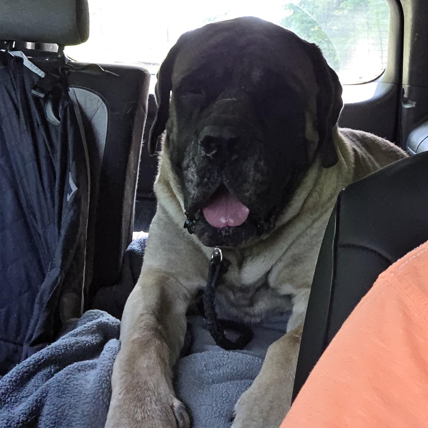 Enlarge Mack (as in truck), a Adopted Bullmastiff in Ardara, PA image 2/6