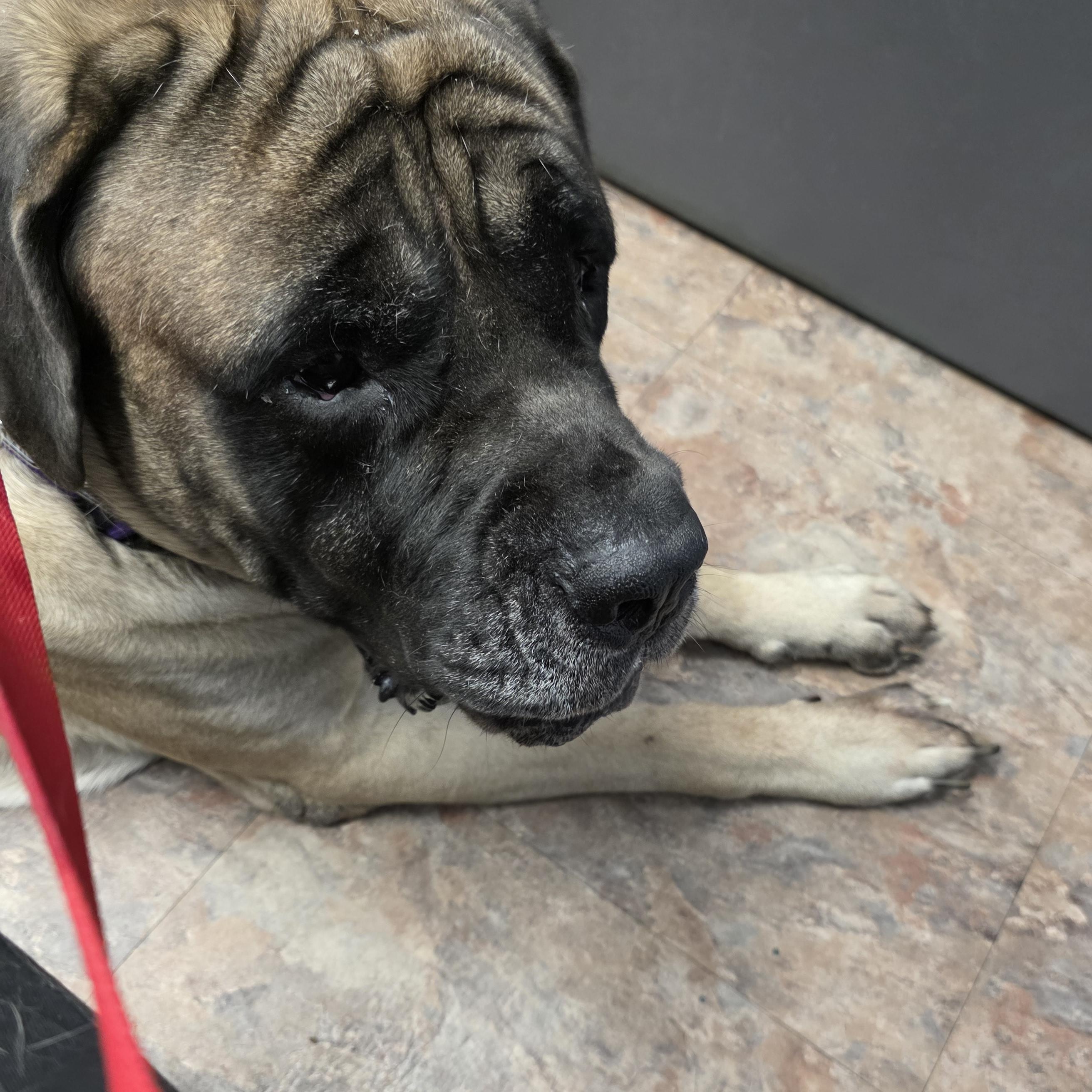 Enlarge Mack (as in truck), a Adopted Bullmastiff in Ardara, PA image 5/6