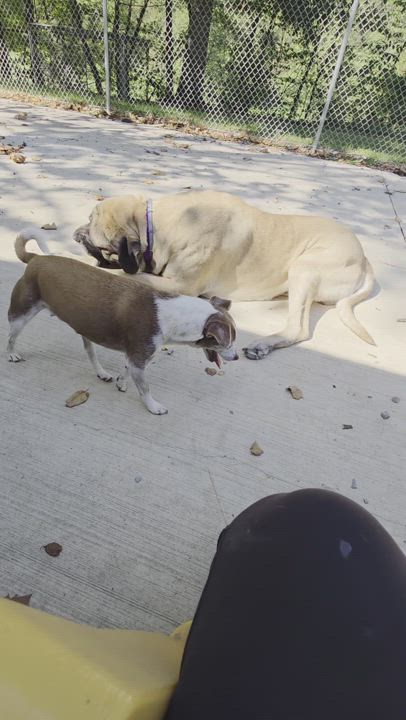 Enlarge Mack (as in truck), a Adopted Bullmastiff in Ardara, PA video 3/6