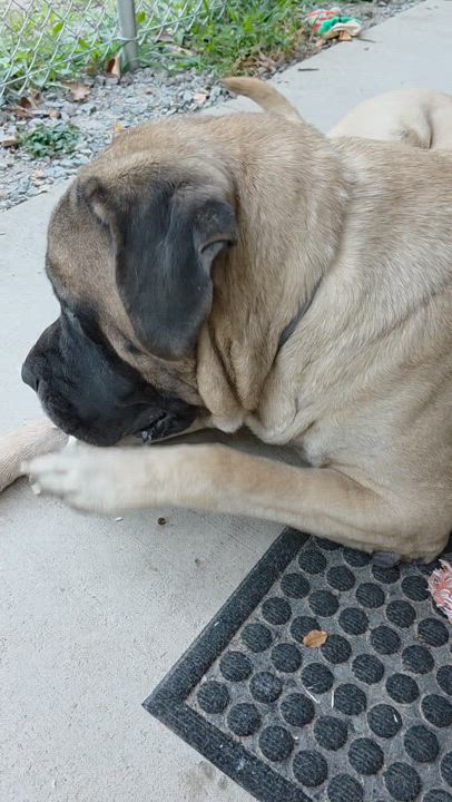 Enlarge Mack (as in truck), a Adopted Bullmastiff in Ardara, PA video 6/6