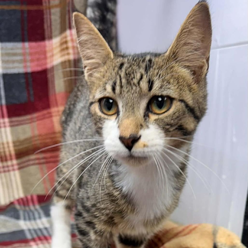 Enlarge Oscat, a Adoptable Domestic Short Hair in New Tazewell, TN image 1/1