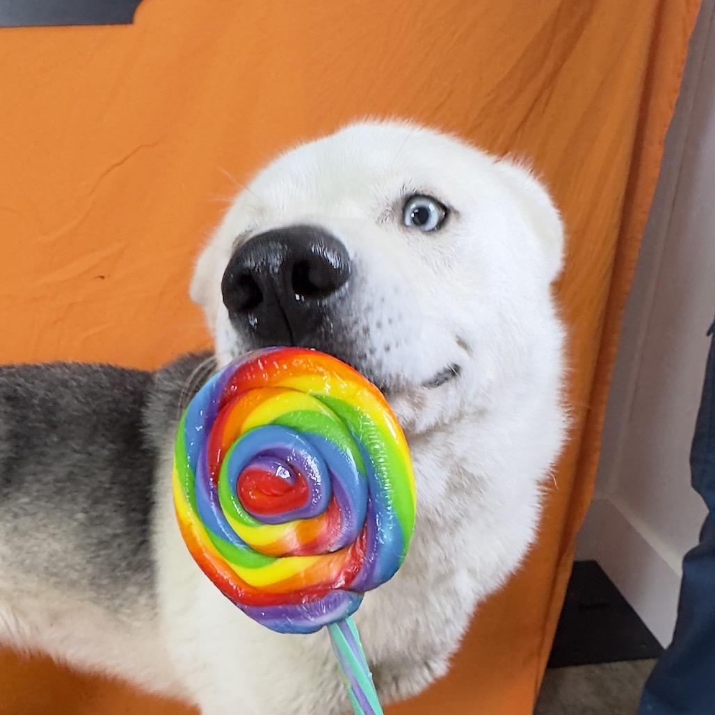 Balto, Adoptable, Adult Male Husky & Mixed Breed.