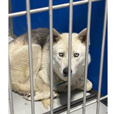 Enlarge Balto, a Adoptable mixed breed in Franklin, NC image 2/6