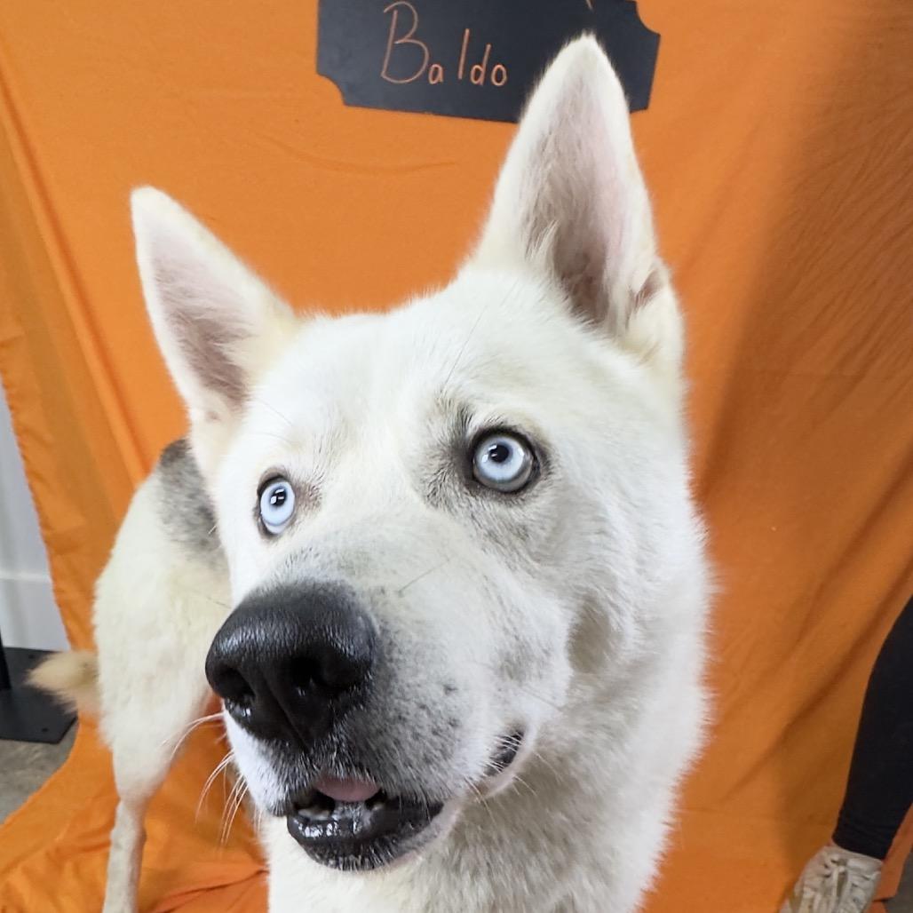 Enlarge Balto, a Adoptable mixed breed in Franklin, NC image 4/6