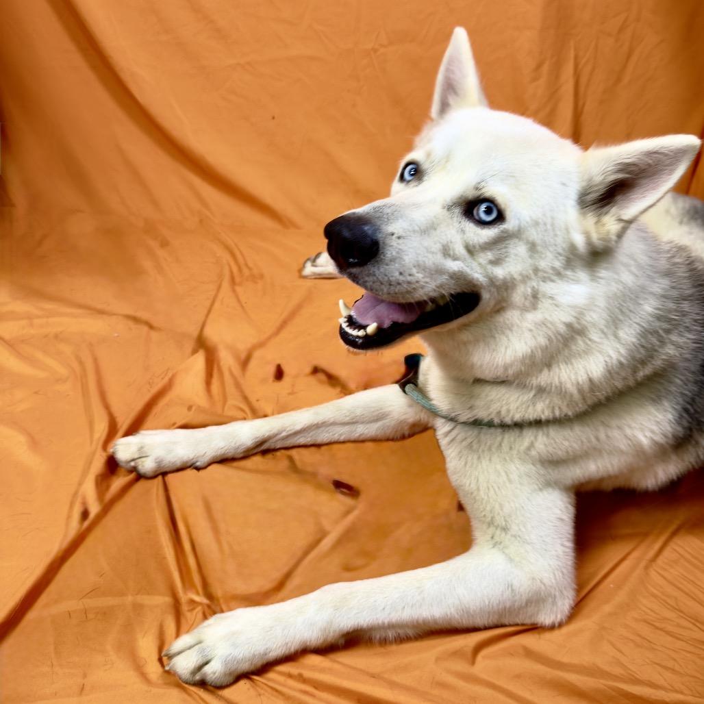 Enlarge Balto, a Adoptable mixed breed in Franklin, NC image 5/6