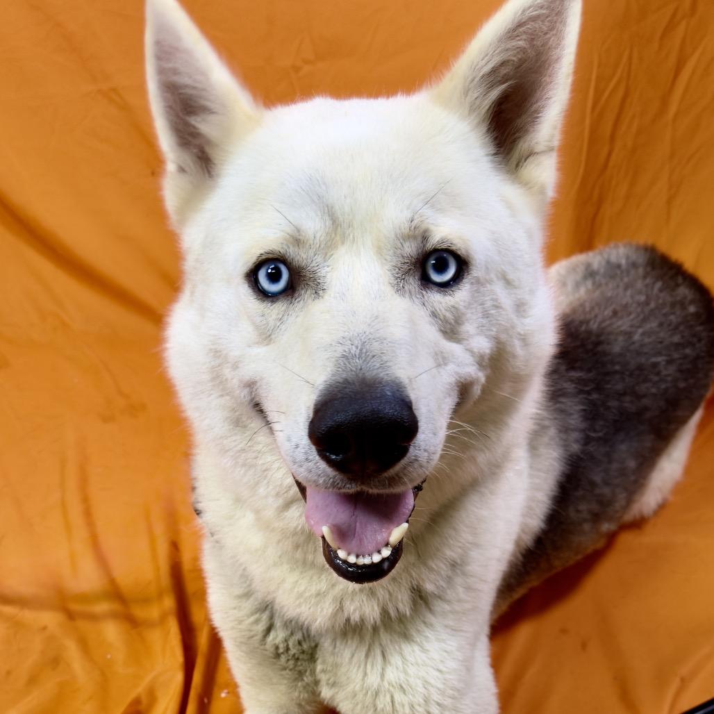 Enlarge Balto, a Adoptable mixed breed in Franklin, NC image 6/6