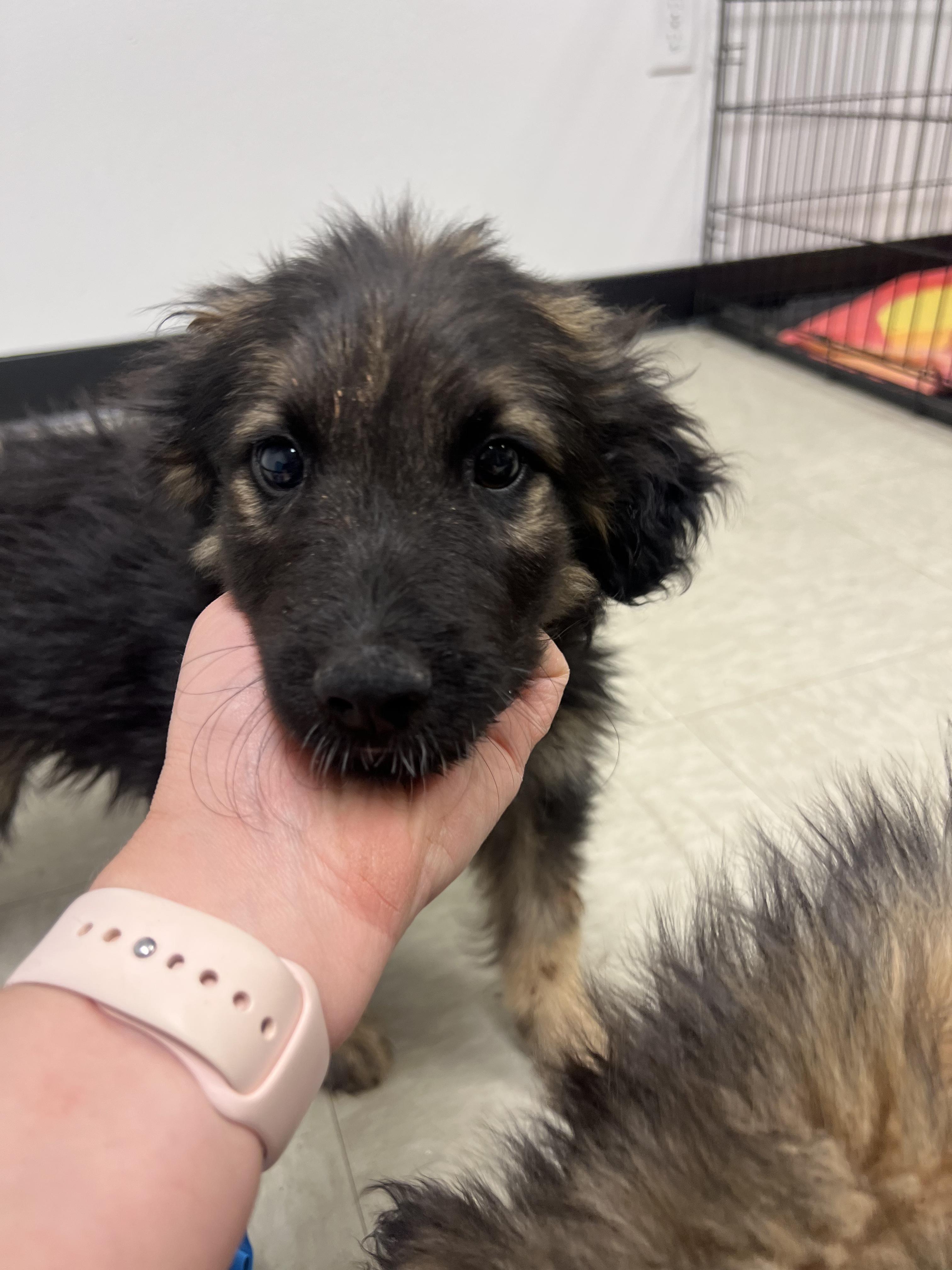 Violet, a Adoptable mixed breed in Fort Collins, CO image 2/4