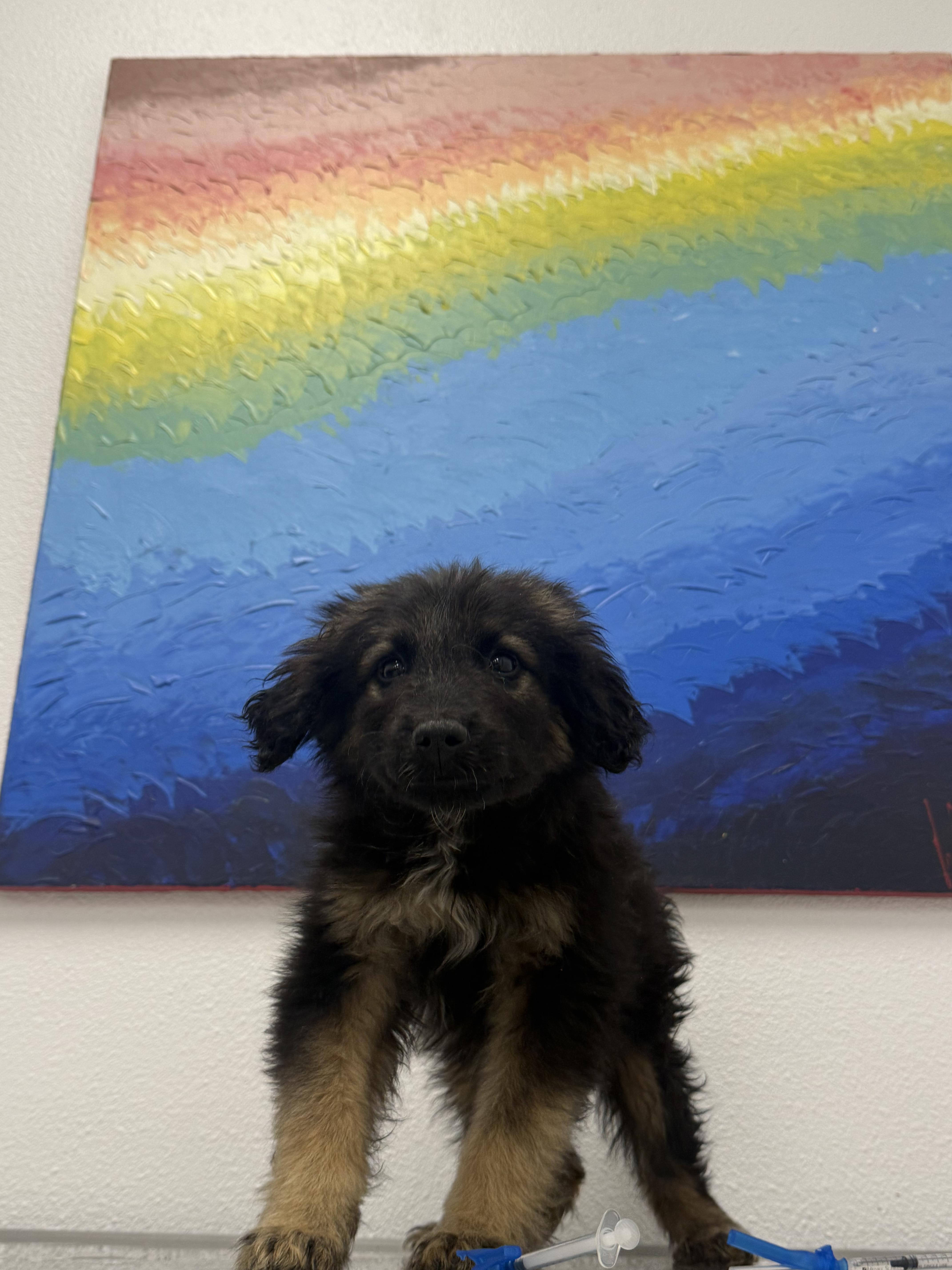 Violet, a Adoptable mixed breed in Fort Collins, CO image 3/4