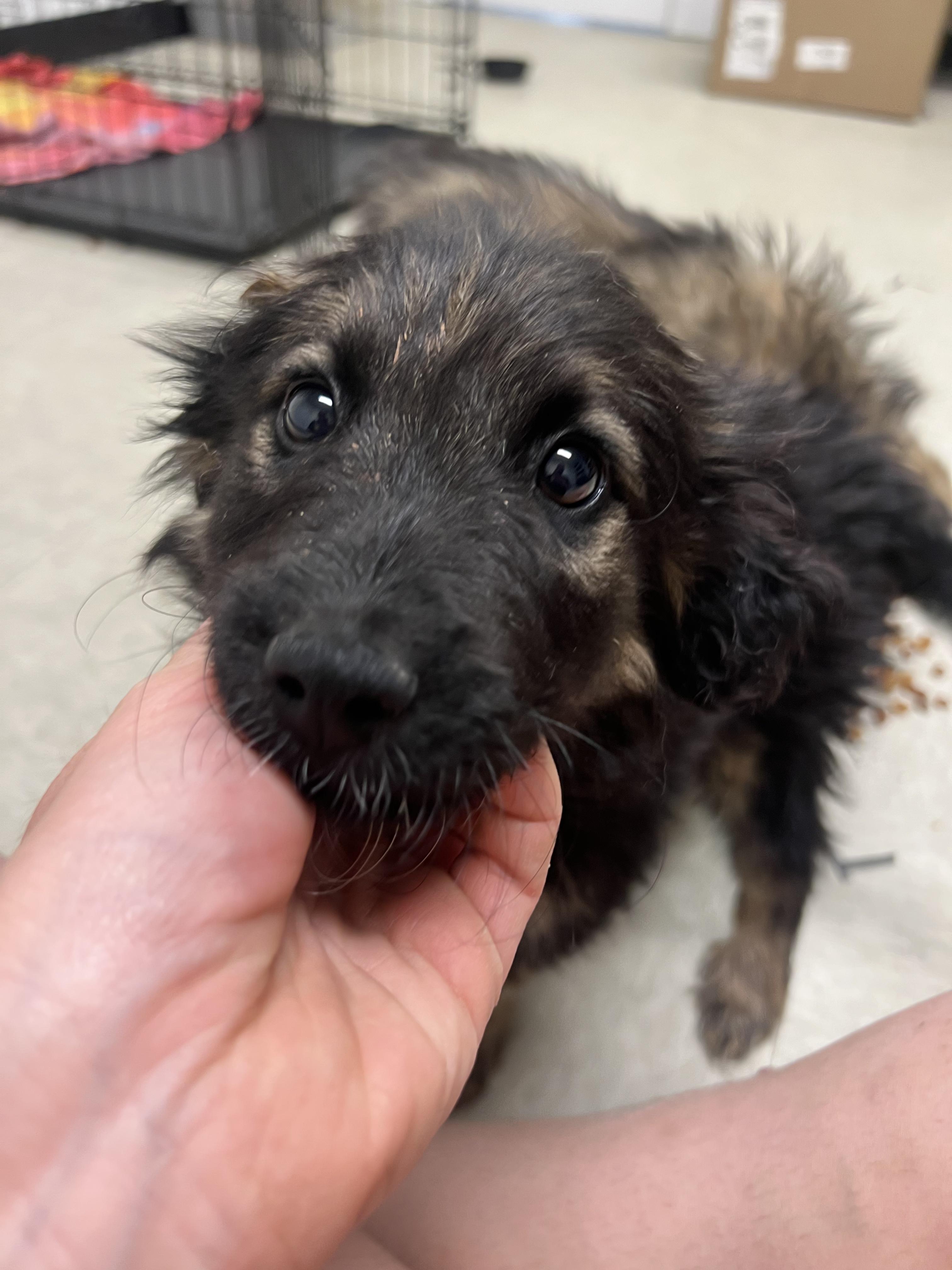 Violet, a Adoptable mixed breed in Fort Collins, CO image 1/4