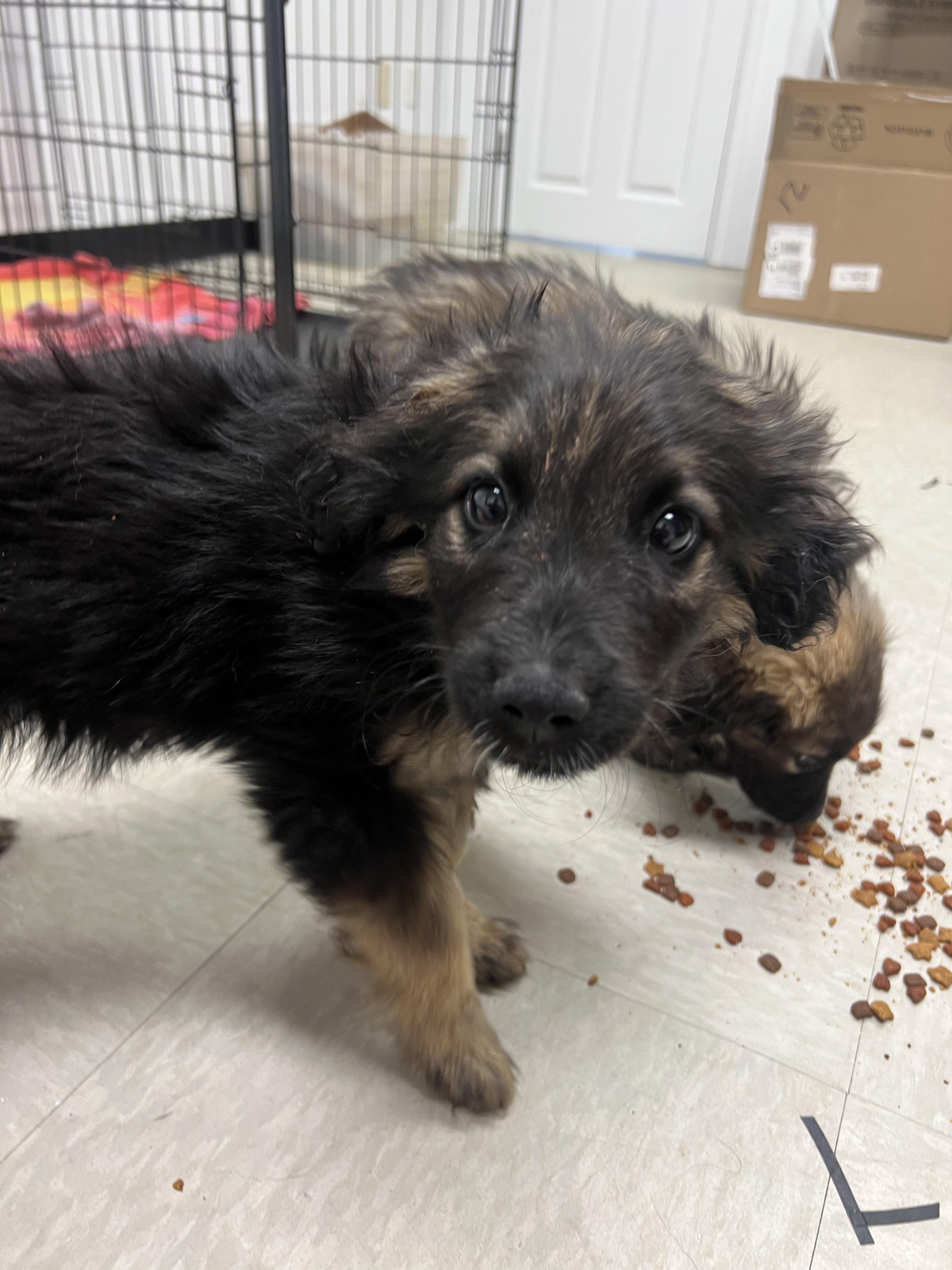 Violet, a Adoptable mixed breed in Fort Collins, CO image 4/4
