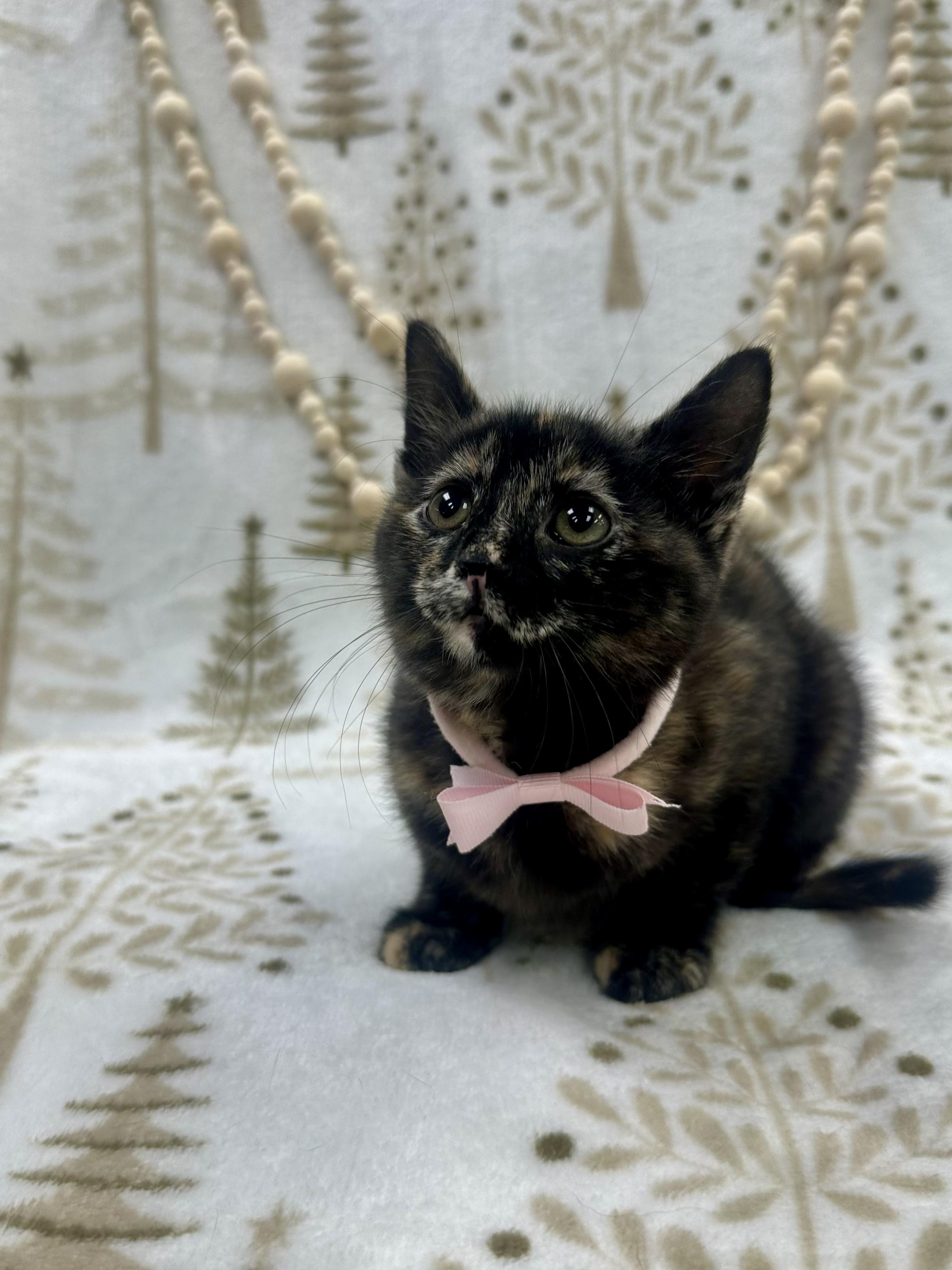 Aspen, ADOPTABLE, Kitten Female Domestic Short Hair.