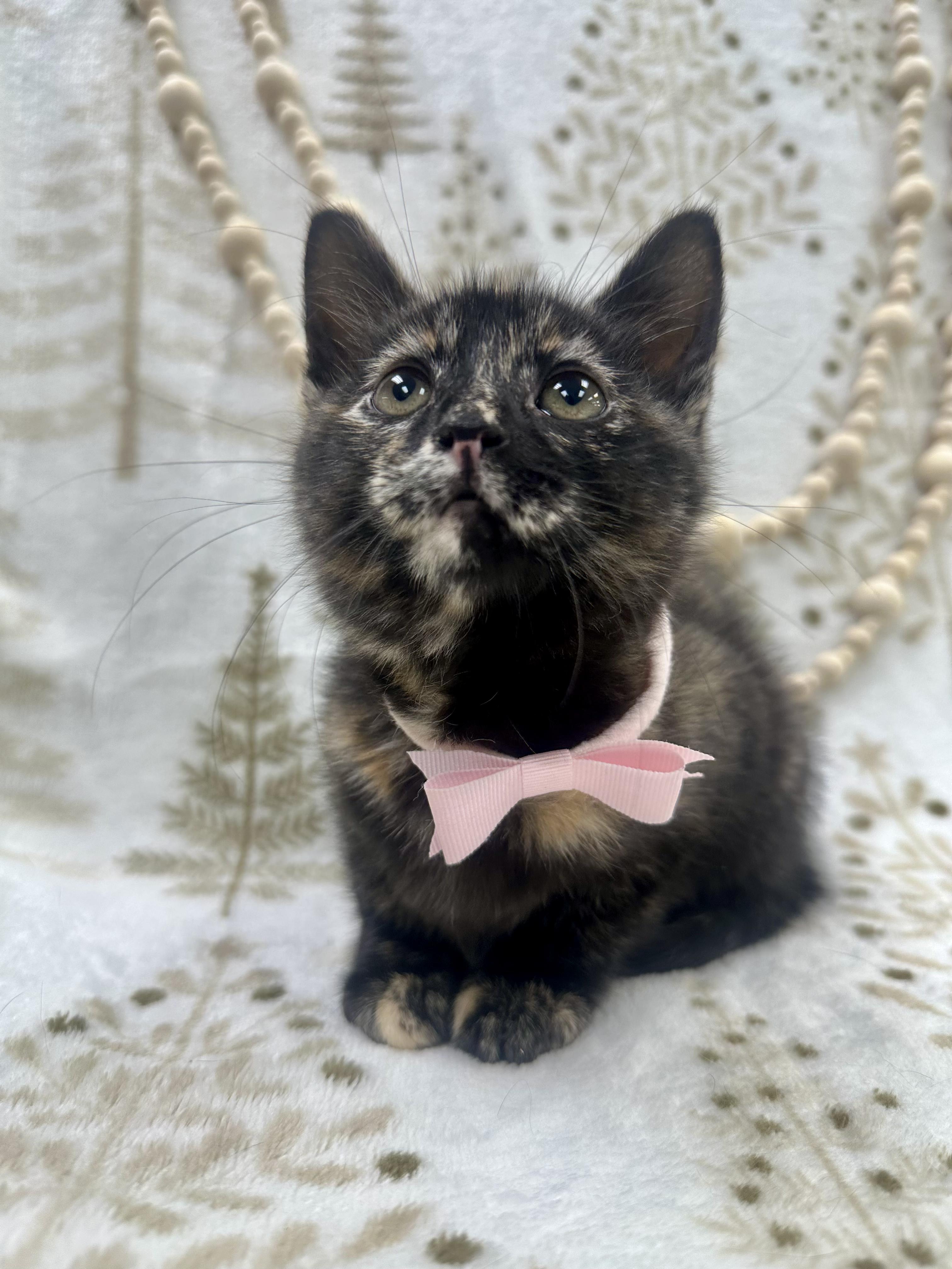 Aspen, a ADOPTABLE Domestic Short Hair in Columbus, OH image 2/6