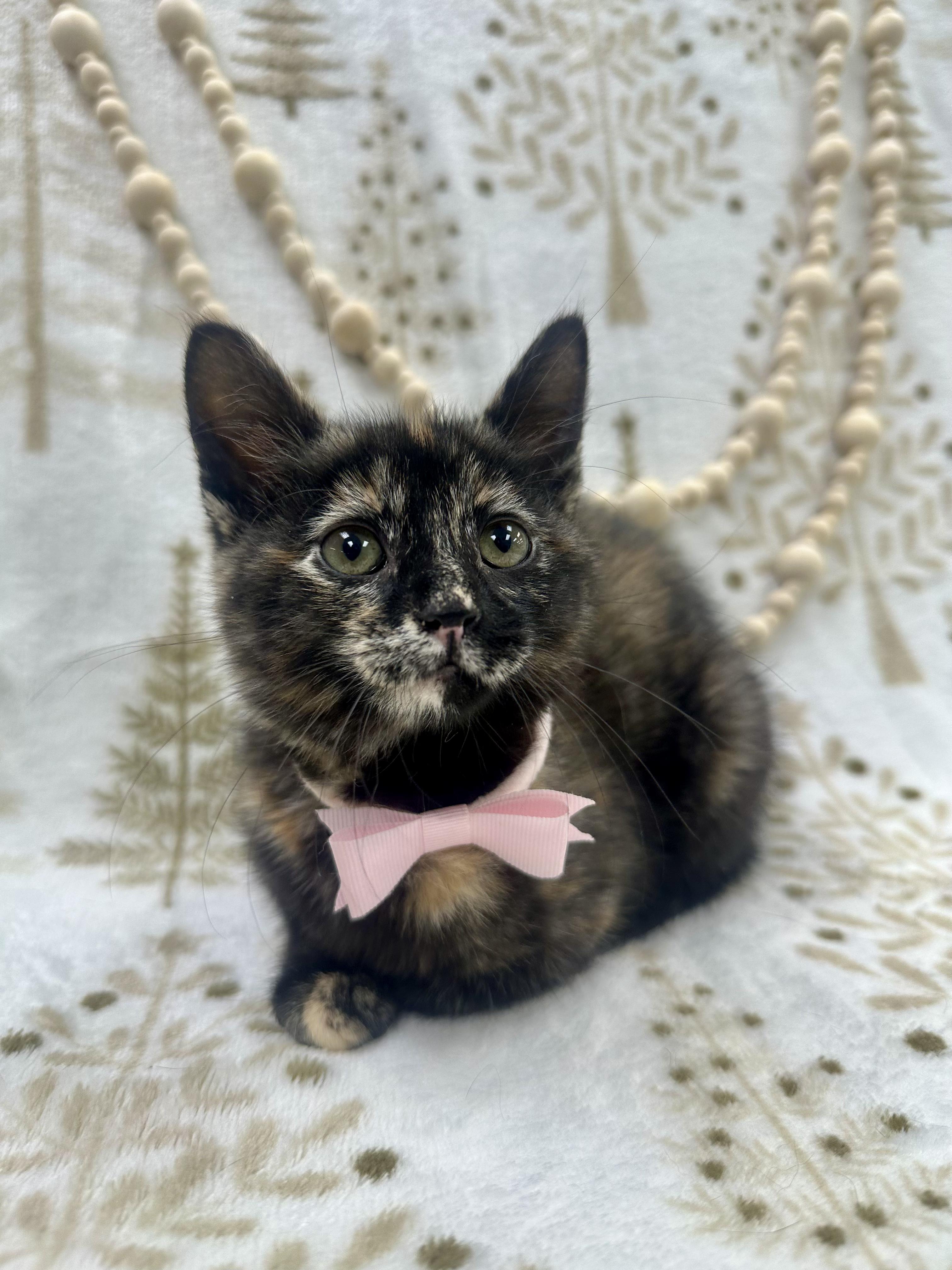 Aspen, a ADOPTABLE Domestic Short Hair in Columbus, OH image 3/6