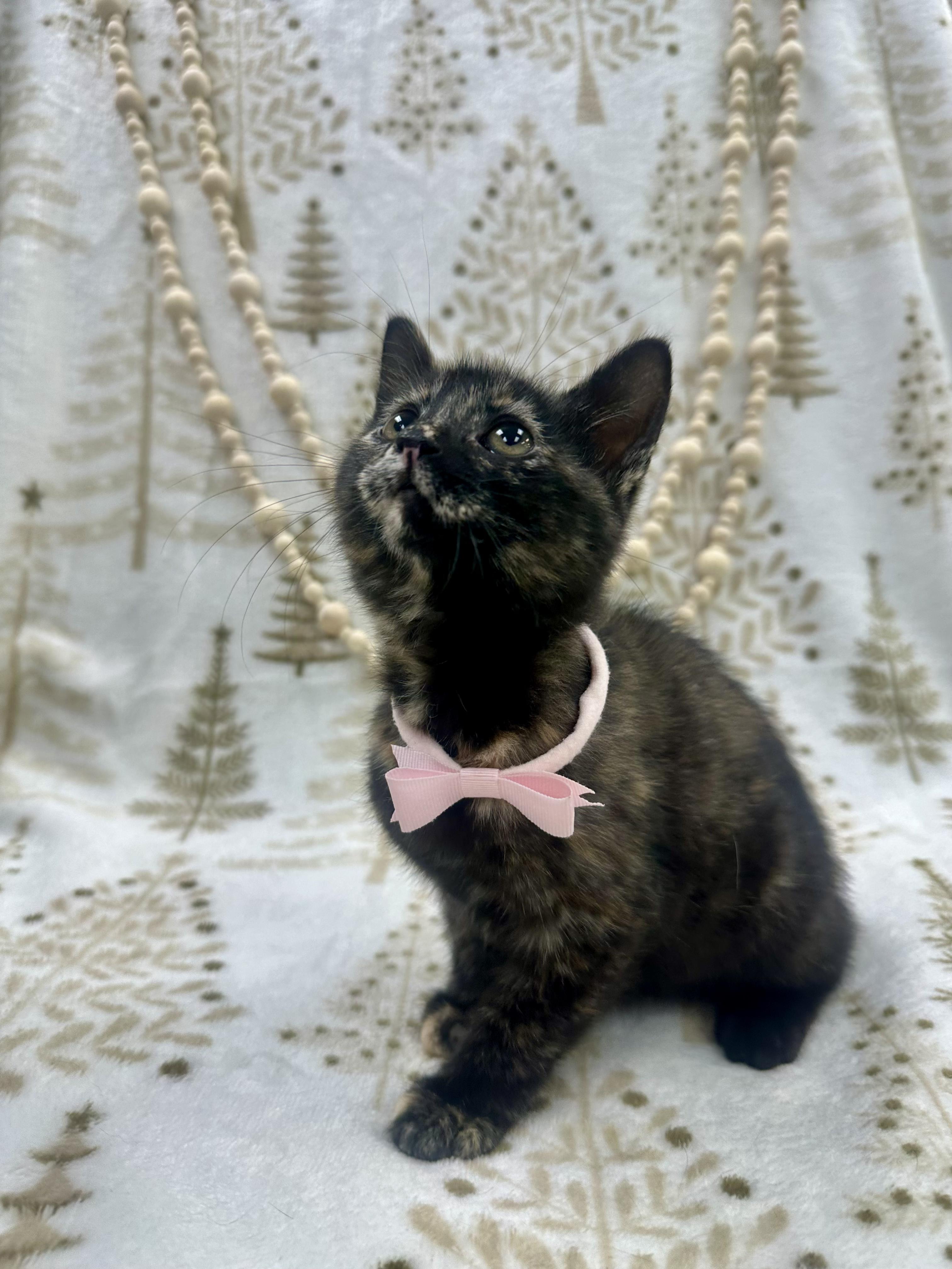 Aspen, a ADOPTABLE Domestic Short Hair in Columbus, OH image 4/6