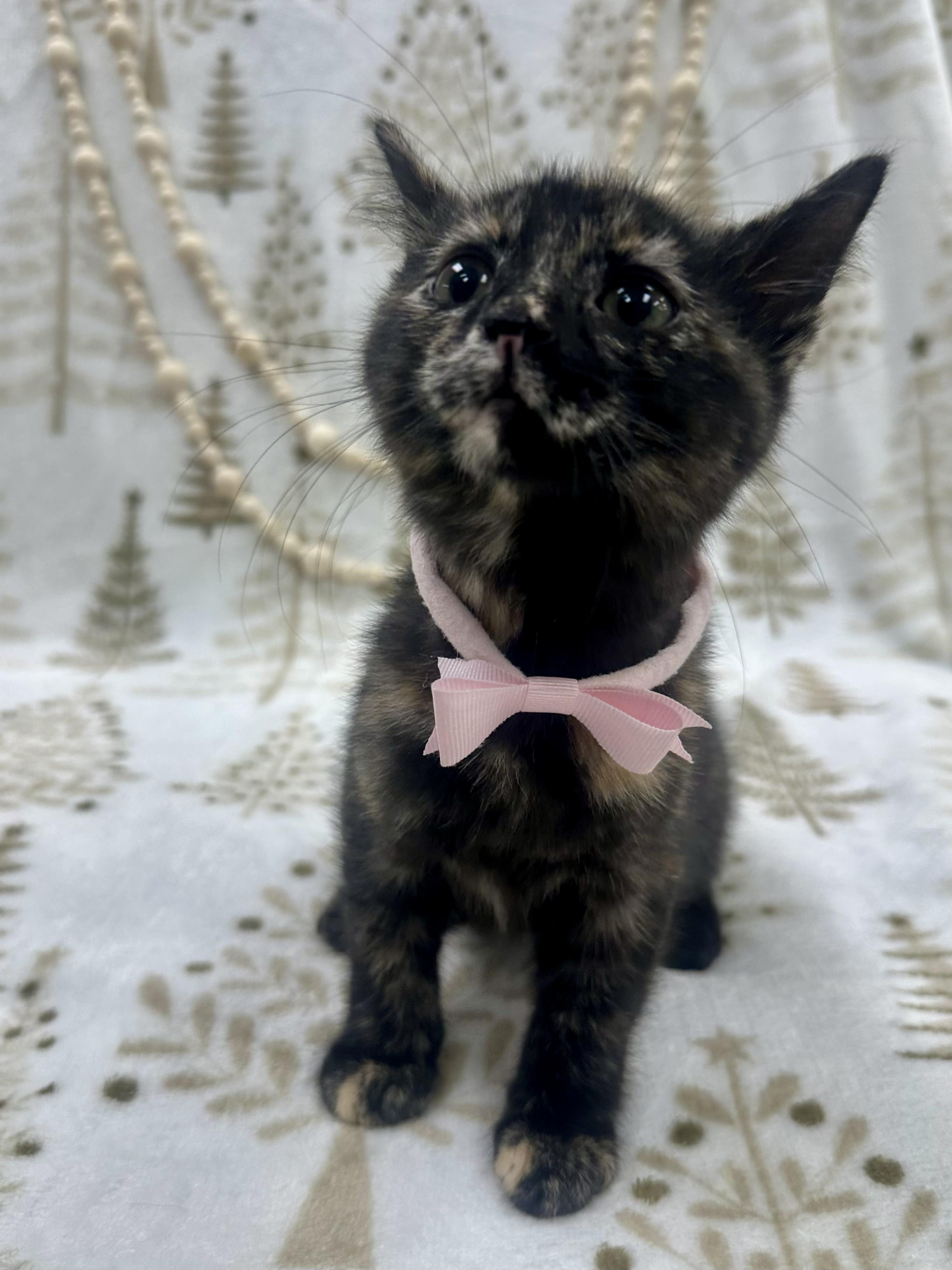 Aspen, a ADOPTABLE Domestic Short Hair in Columbus, OH image 5/6