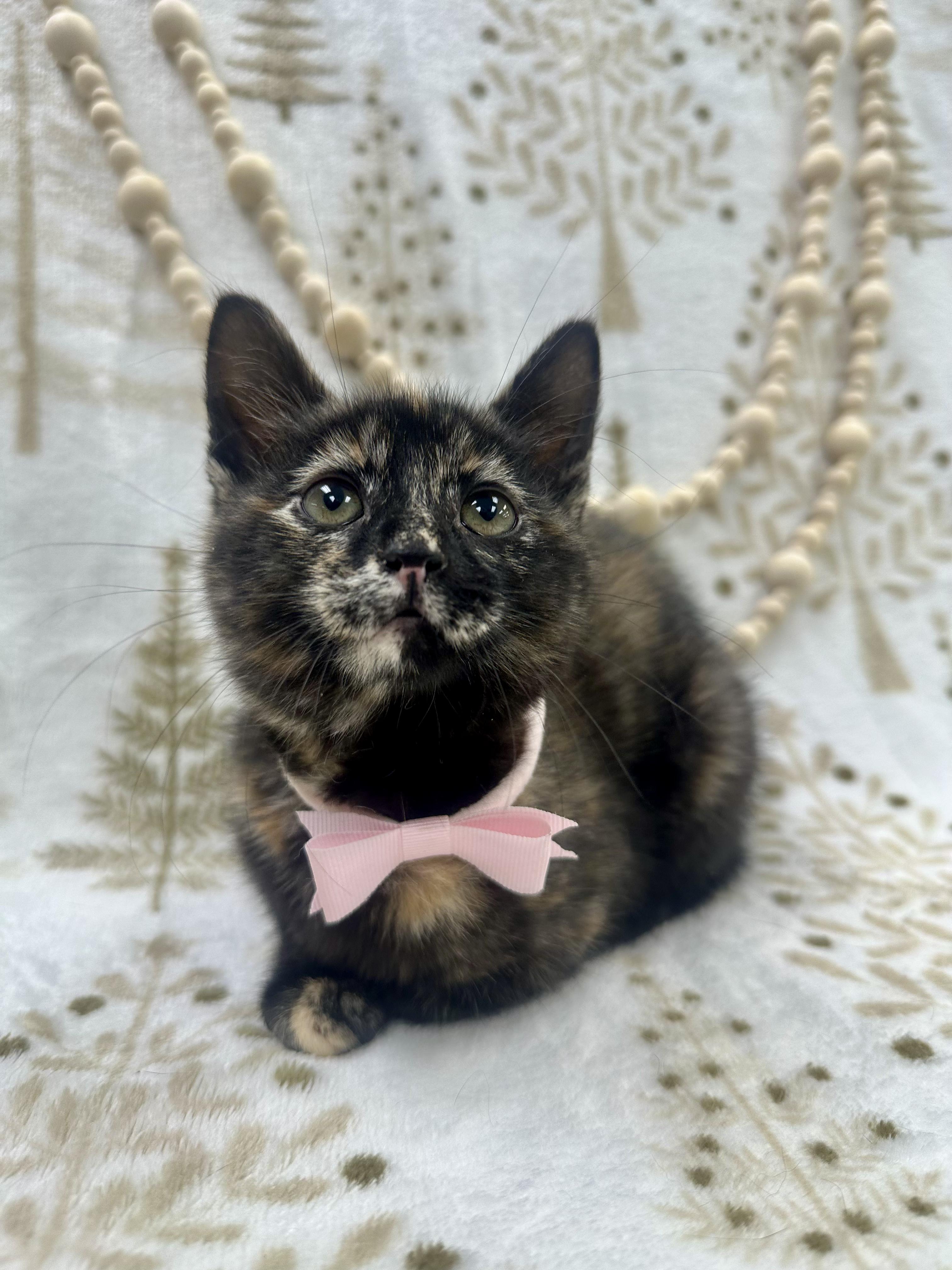 Aspen, a ADOPTABLE Domestic Short Hair in Columbus, OH image 6/6