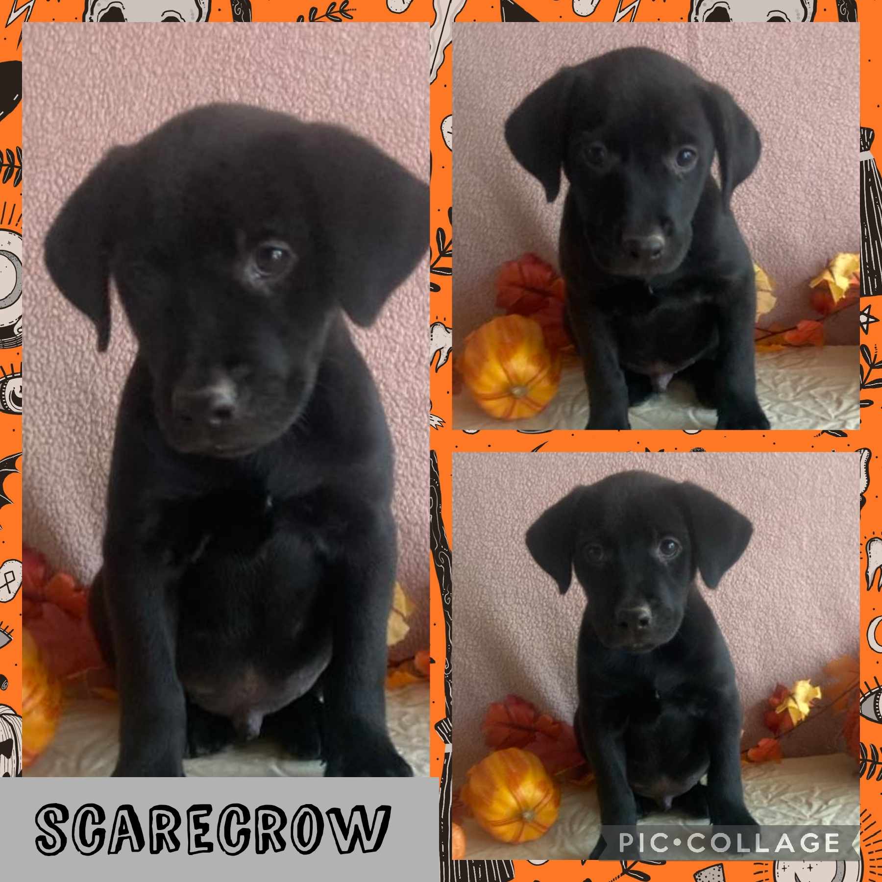 Dog for adoption Scarecrow, a Labrador Retriever Mix in Ringwood, NJ