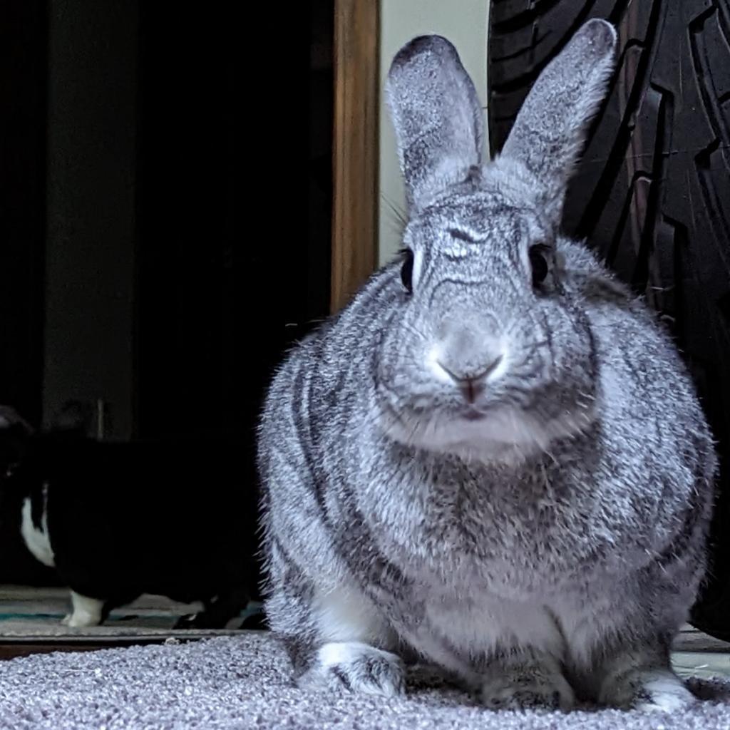 Enlarge Batman, a Adoptable American in Kennesaw, GA image 2/6