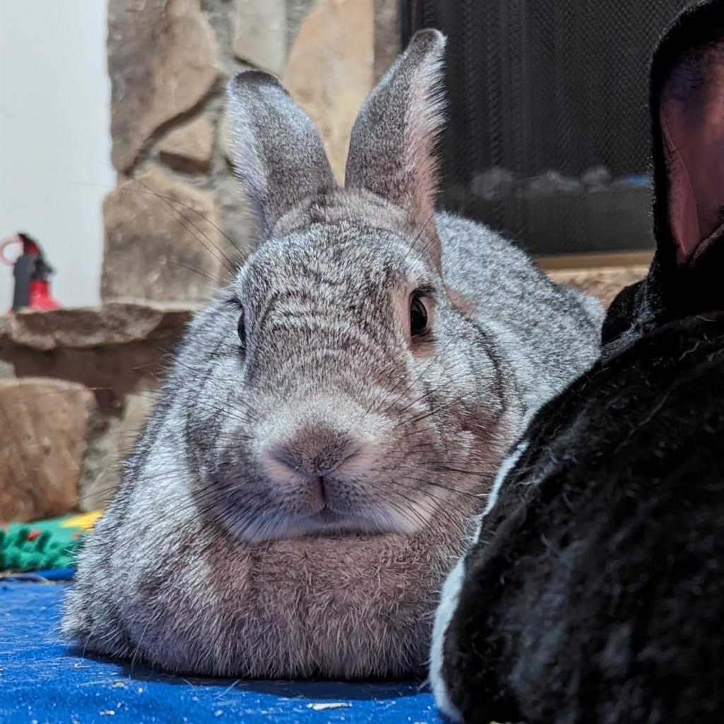 Enlarge Batman, a Adoptable American in Kennesaw, GA image 3/6