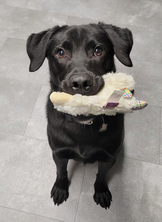 Enlarge Maui, a ADOPTABLE mixed breed in Lisbon, OH image 1/5