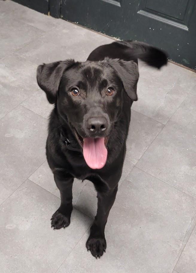 Enlarge Maui, a ADOPTABLE mixed breed in Lisbon, OH image 2/5