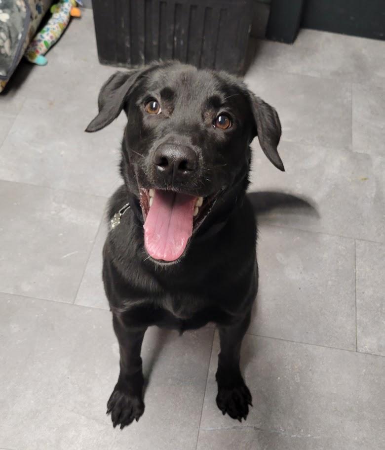 Enlarge Maui, a ADOPTABLE mixed breed in Lisbon, OH image 5/5