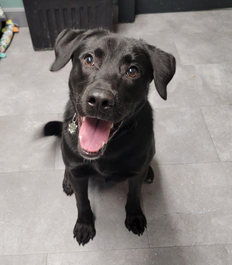 Enlarge Maui, a ADOPTABLE mixed breed in Lisbon, OH image 3/5