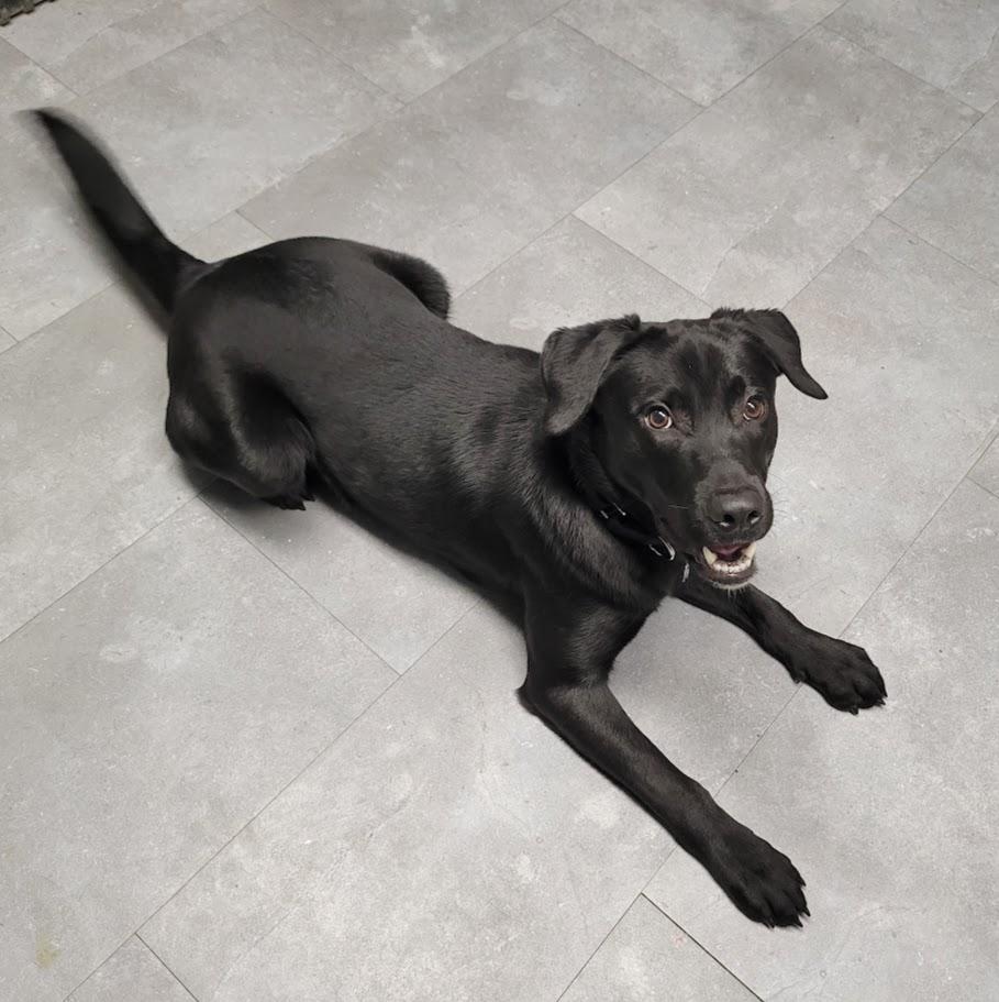 Enlarge Maui, a ADOPTABLE mixed breed in Lisbon, OH image 4/5