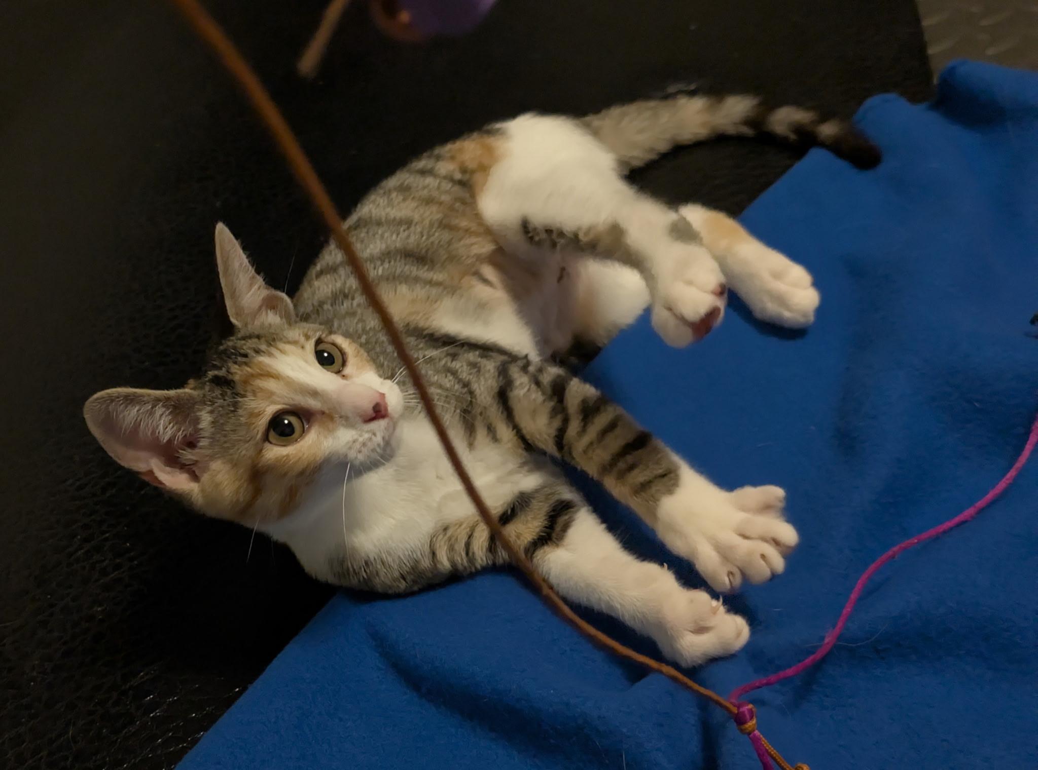 Enlarge Etta (Tiff-fostered in New England), a Adoptable mixed breed in Brooklyn, CT image 3/4