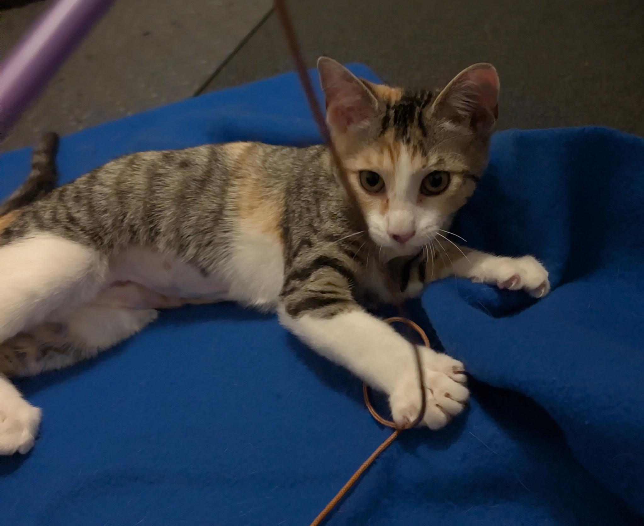 Etta (Tiff-fostered in New England), Adoptable, Kitten Female Domestic Short Hair & Tabby.