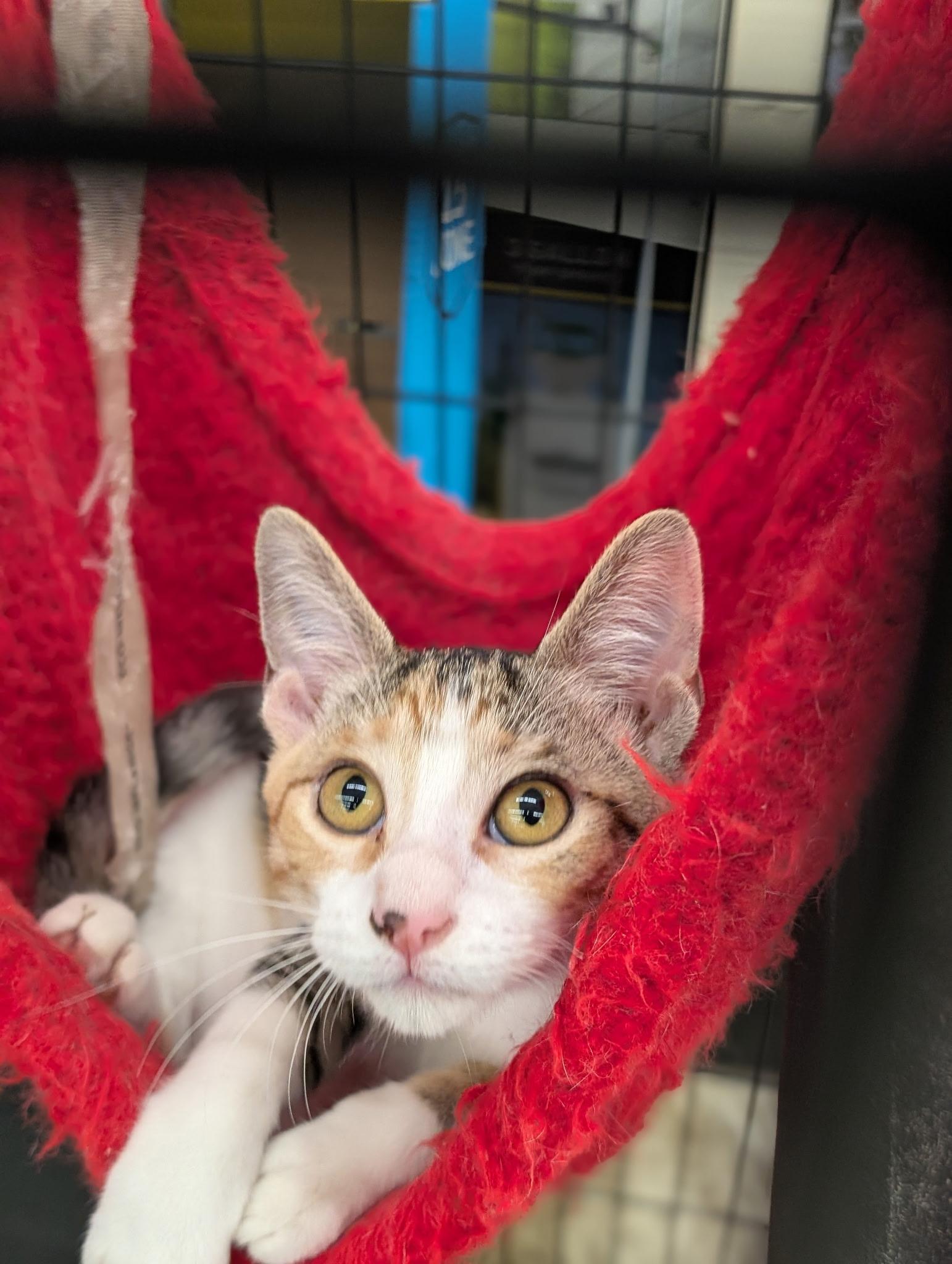 Etta (Tiff-fostered in New England), an adopted mixed breed in Brooklyn, CT image 5/6