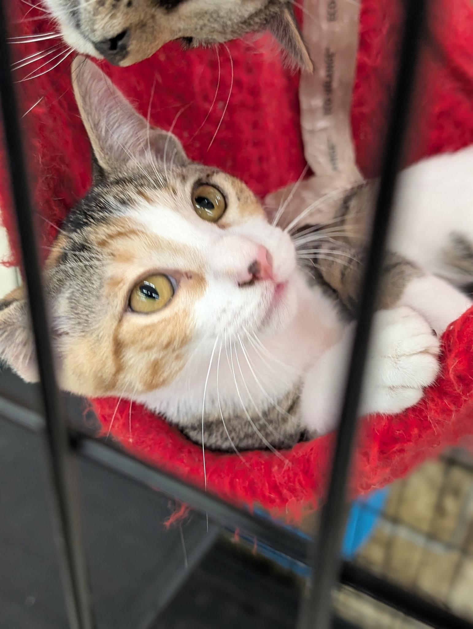 Etta (Tiff-fostered in New England), an adopted mixed breed in Brooklyn, CT image 6/6
