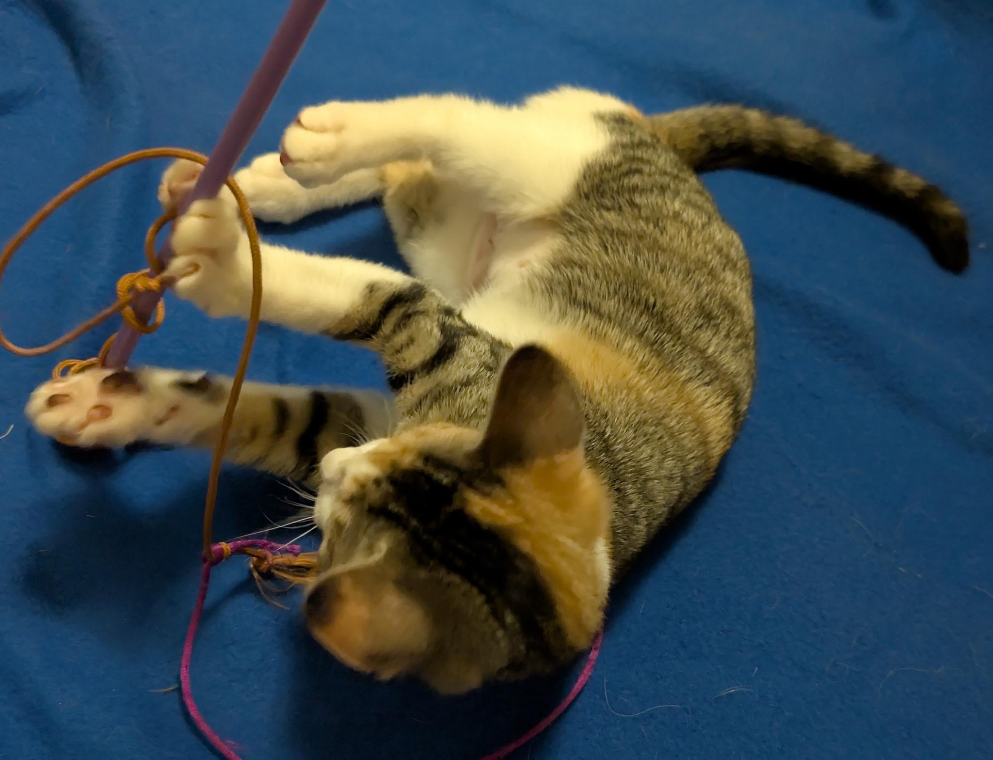 Enlarge Etta (Tiff-fostered in New England), a Adoptable mixed breed in Brooklyn, CT image 2/4
